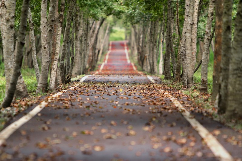 woodland road falling leaf natural tree wood 4k
