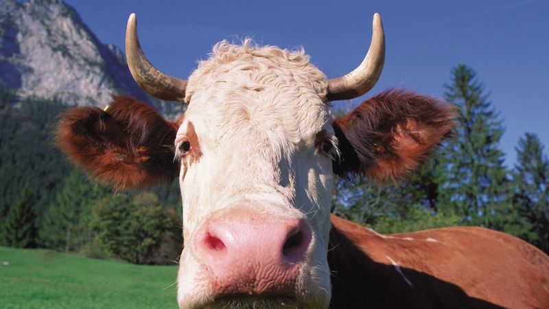 cow, face, horn, close-up, 4k