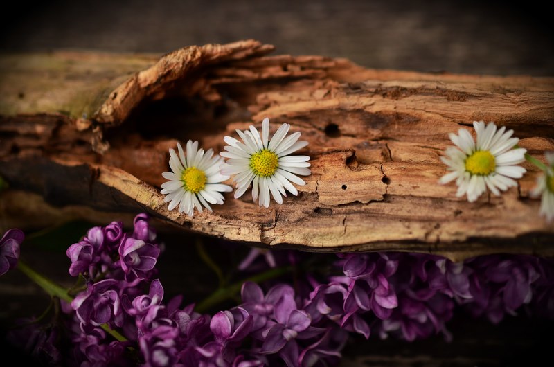 wood old wood weathered structure flowers daisy 4k