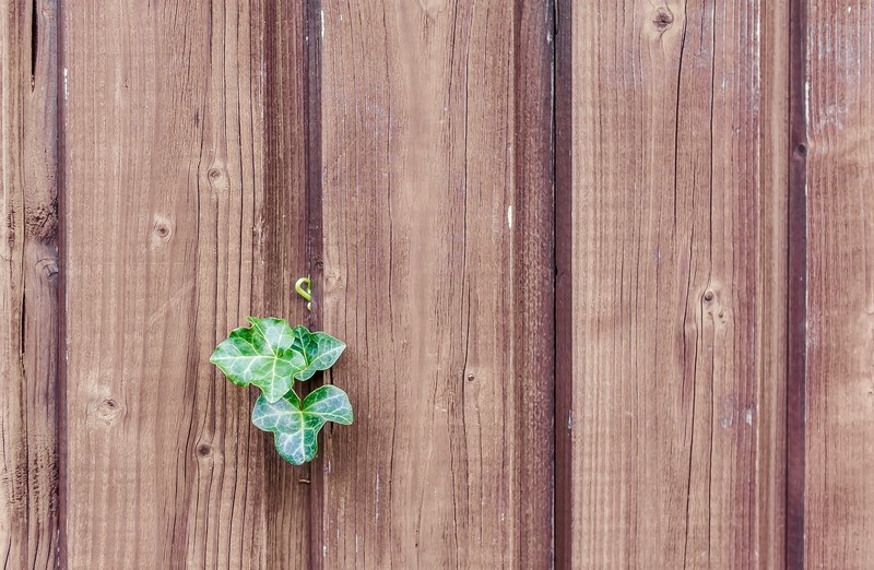 wood ivy wood fence paling boards nature 4k