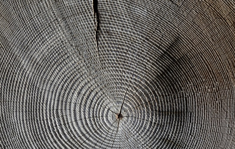 wood annual rings grain structure tree texture 4k