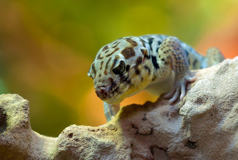 wonder gecko rough scincus terrarium zoo reptile 4k