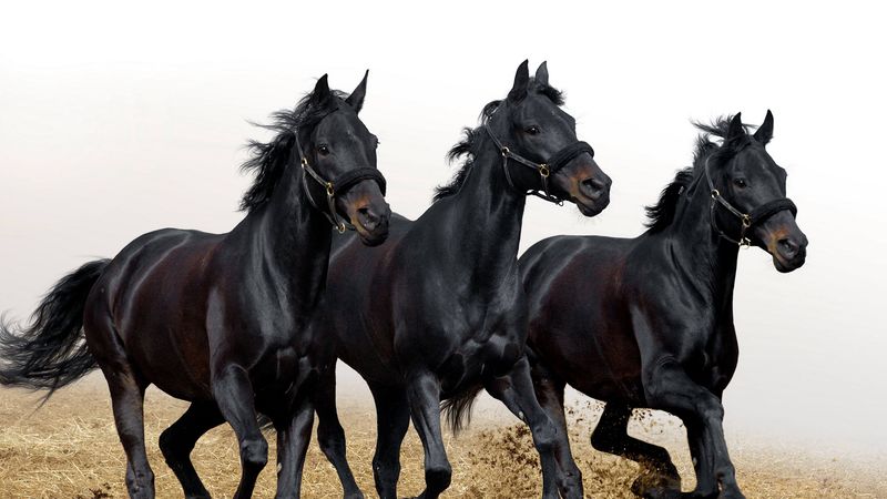 horses, stallions, three, movement, 4k