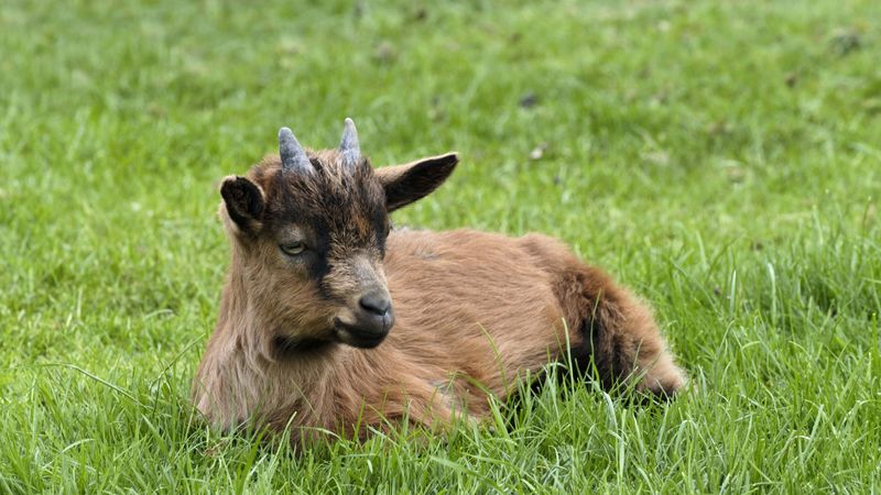 goat, horns, grass, 4k