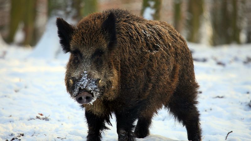 boar, tusks, winter, snow, forest, 4k