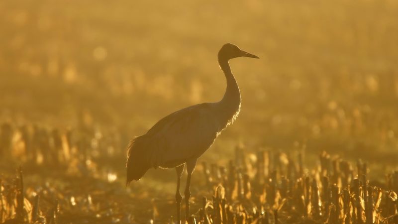 sunset, crane, grass, 4k