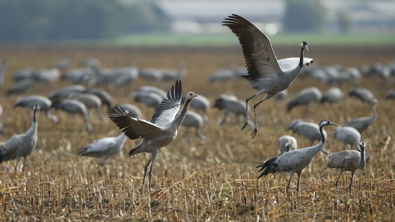 crane, flock, bird, 4k