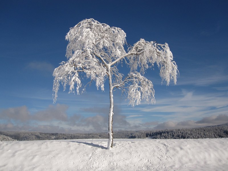 winter snowy firs christmas cold snow white blue 4k