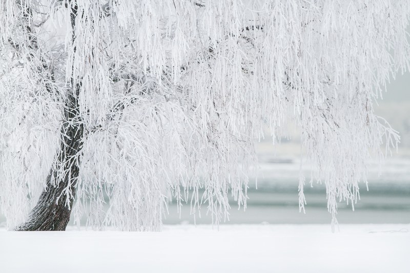 winter tree snow landscape cold december 4k