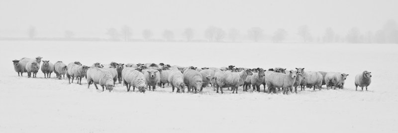 winter snow sheep animals cold season nature 4k