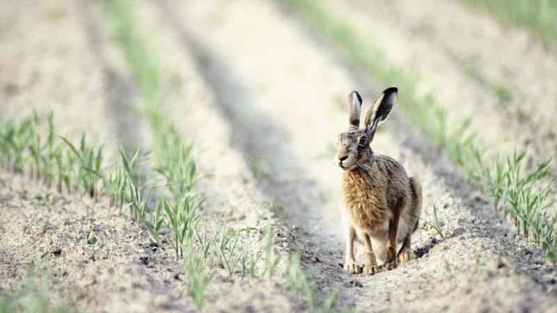 hare, field, crop, 4k