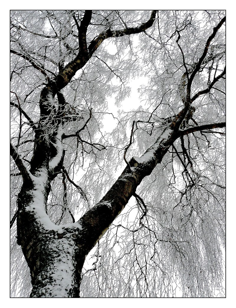 winter frost snow ice cold icy winter magic 4k