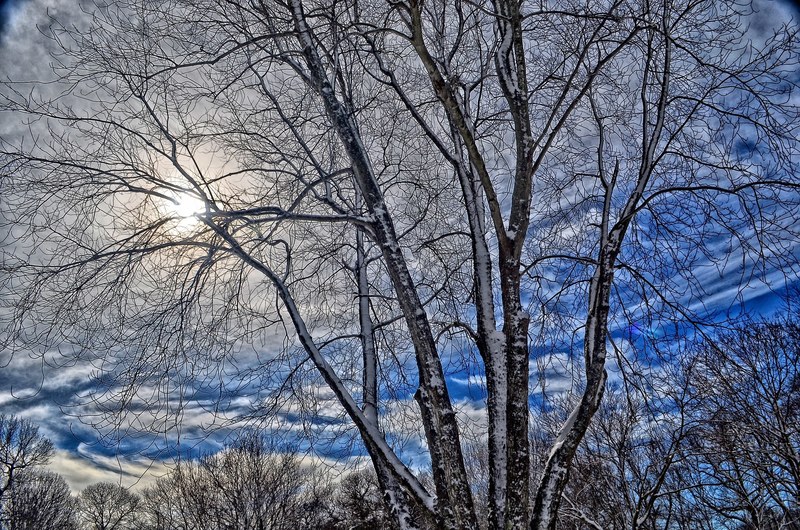 winter tree sky cold snow natural snowy seasonal 4k