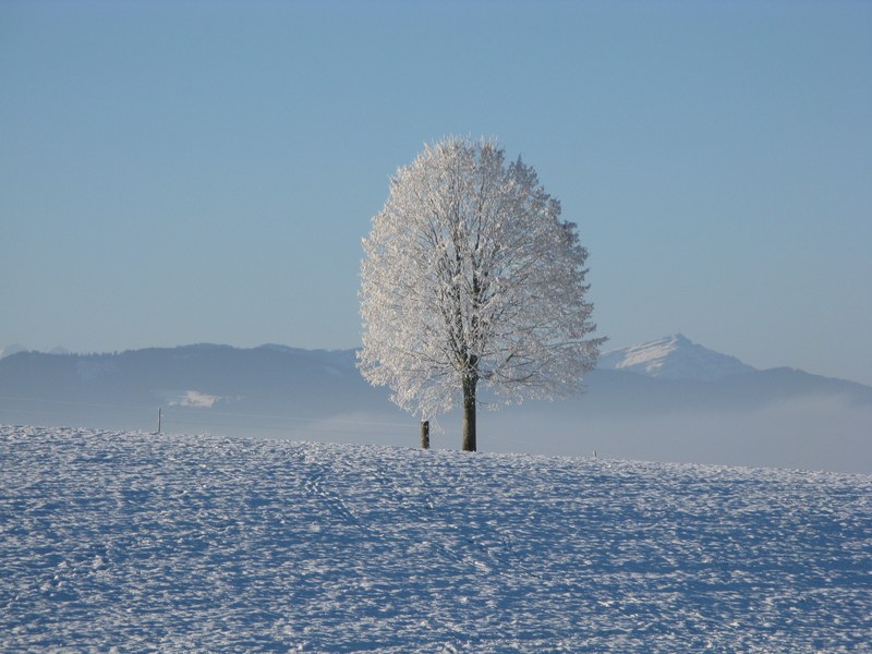 winter snow white cold sky tree snowy wintry 4k