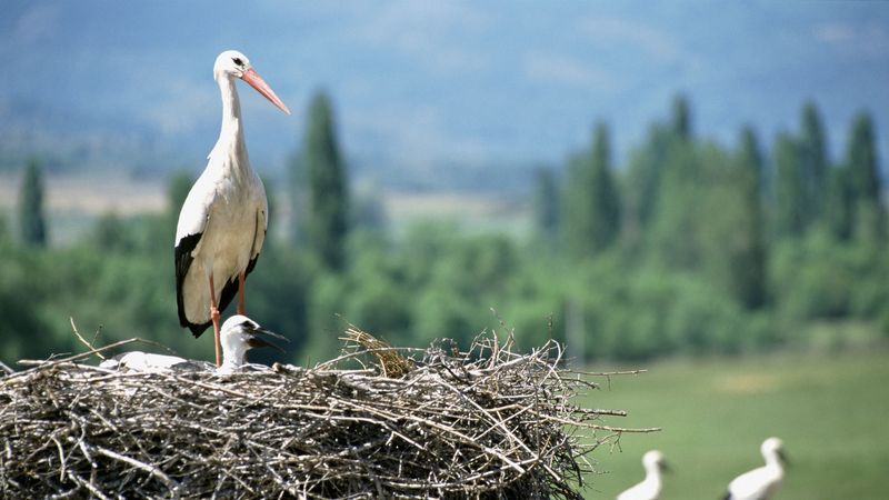 cranes, chick, nest, 4k
