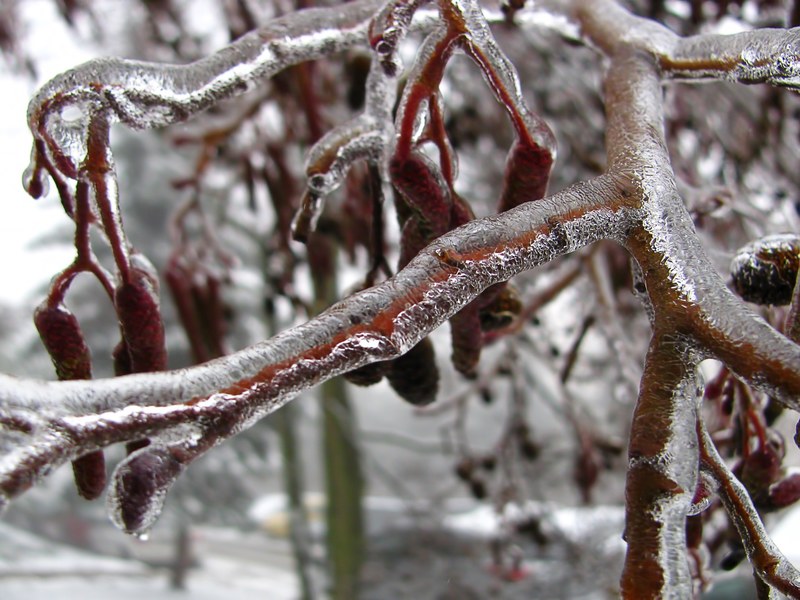 winter tree branch bough ice frozen nature 4k