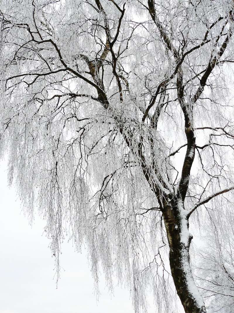 winter white cold snow wintry snow magic 4k