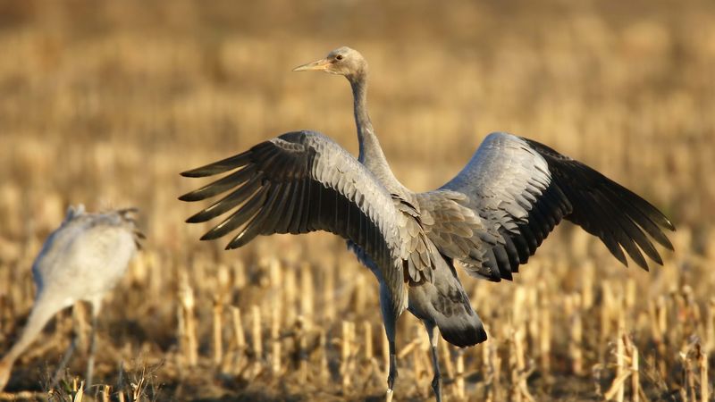 crane, bird, wings, 4k