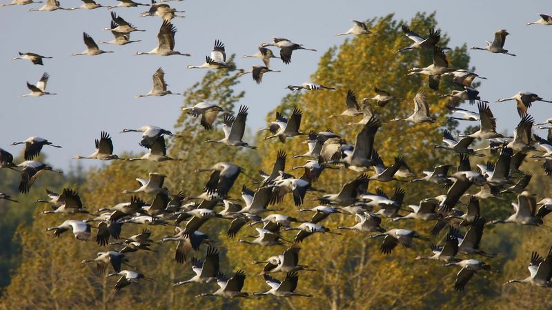 cranes, timber, pack, fall, 4k