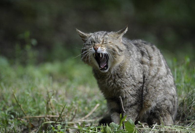 wildcat animal nature cat natural animals ears 4k