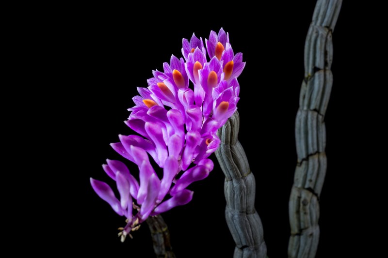 wild orchid orchid blossom bloom flower purple 4k