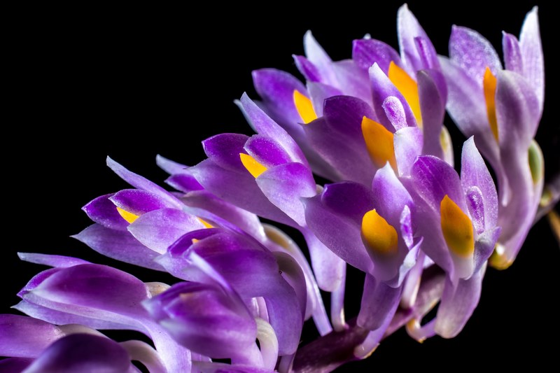 wild orchid orchid blossom bloom flower purple 4k