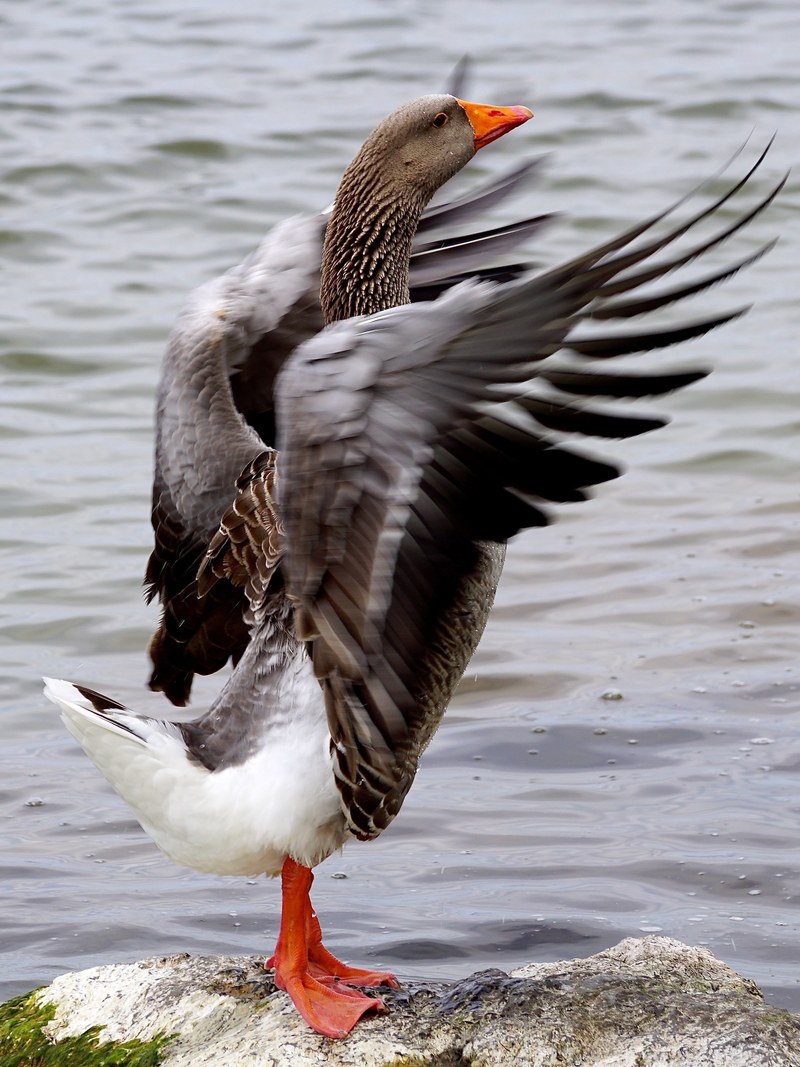 wild goose bird water bird poultry migratory birds 4k