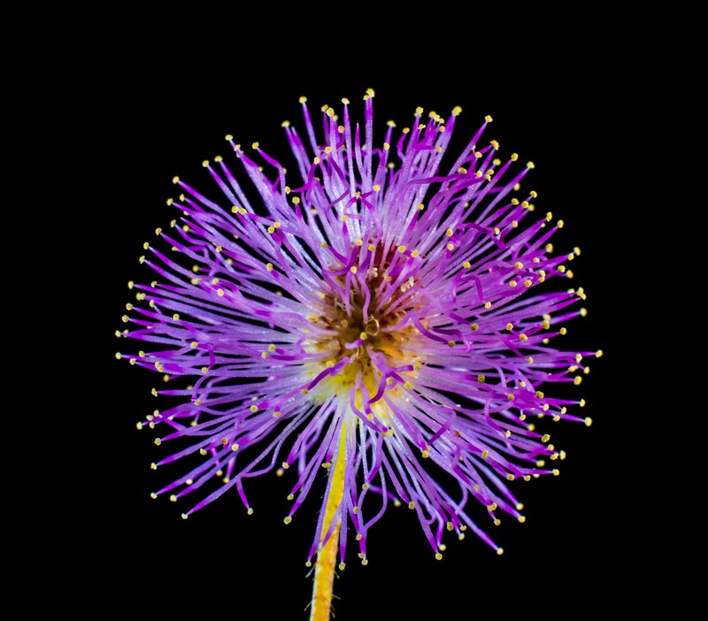 wild flower small flower purple 4k