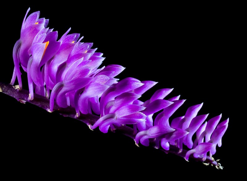 wild orchid orchid blossom bloom flower purple 4k