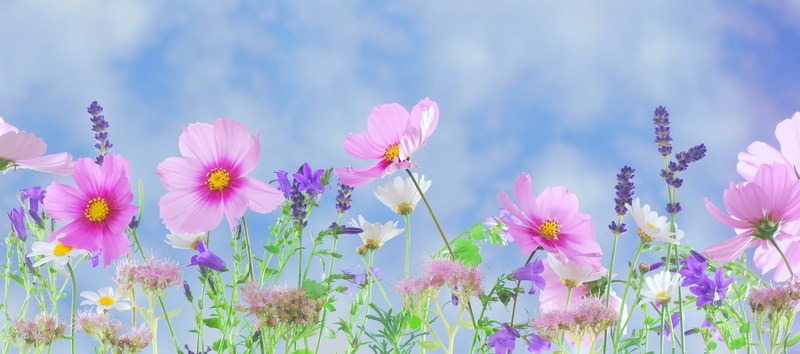 wild flowers flowers plant macro nature 4k