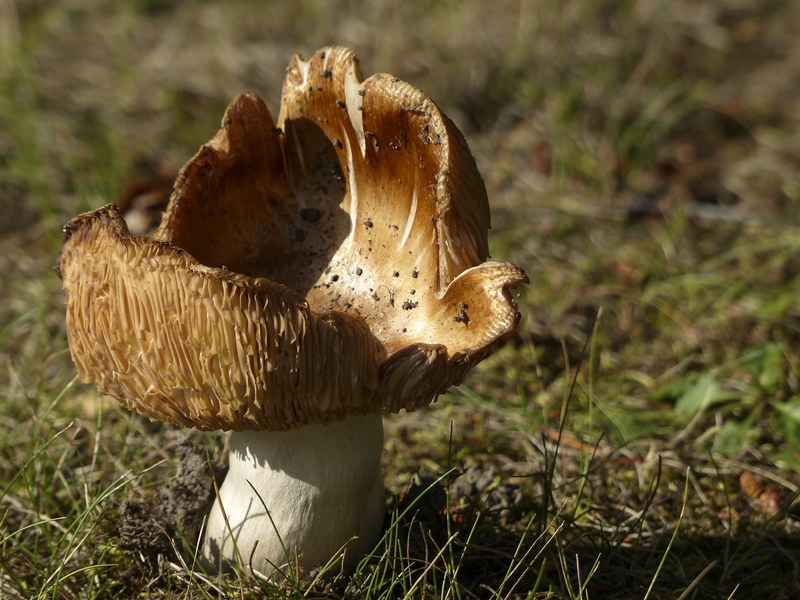 wild mushroom poisoned nature toxic forest 4k