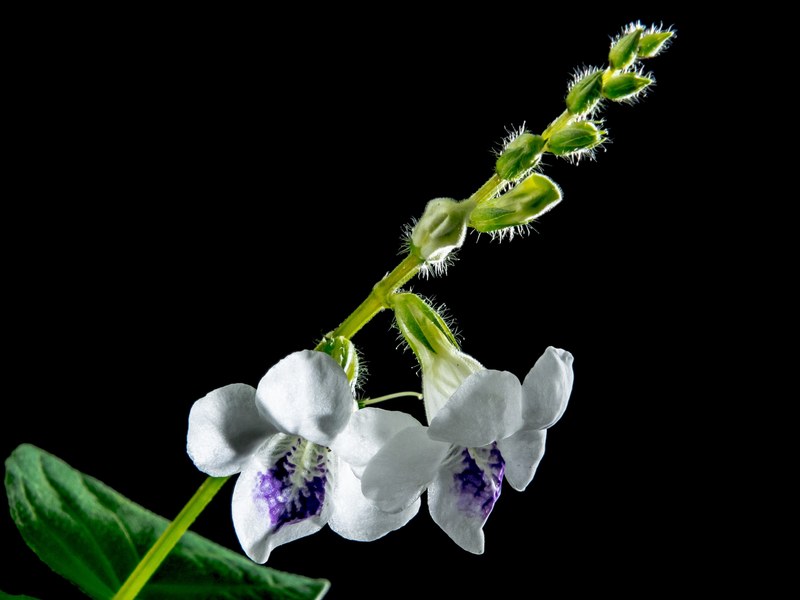 wild orchid blossom bloom flower white violet 4k