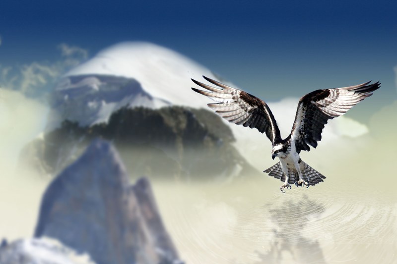 white tailed eagle bird raptor bird of prey animal 4k