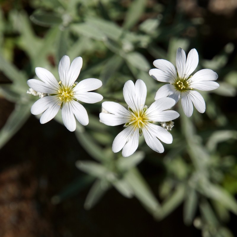 white flowers delicate flowers three flowers 4k