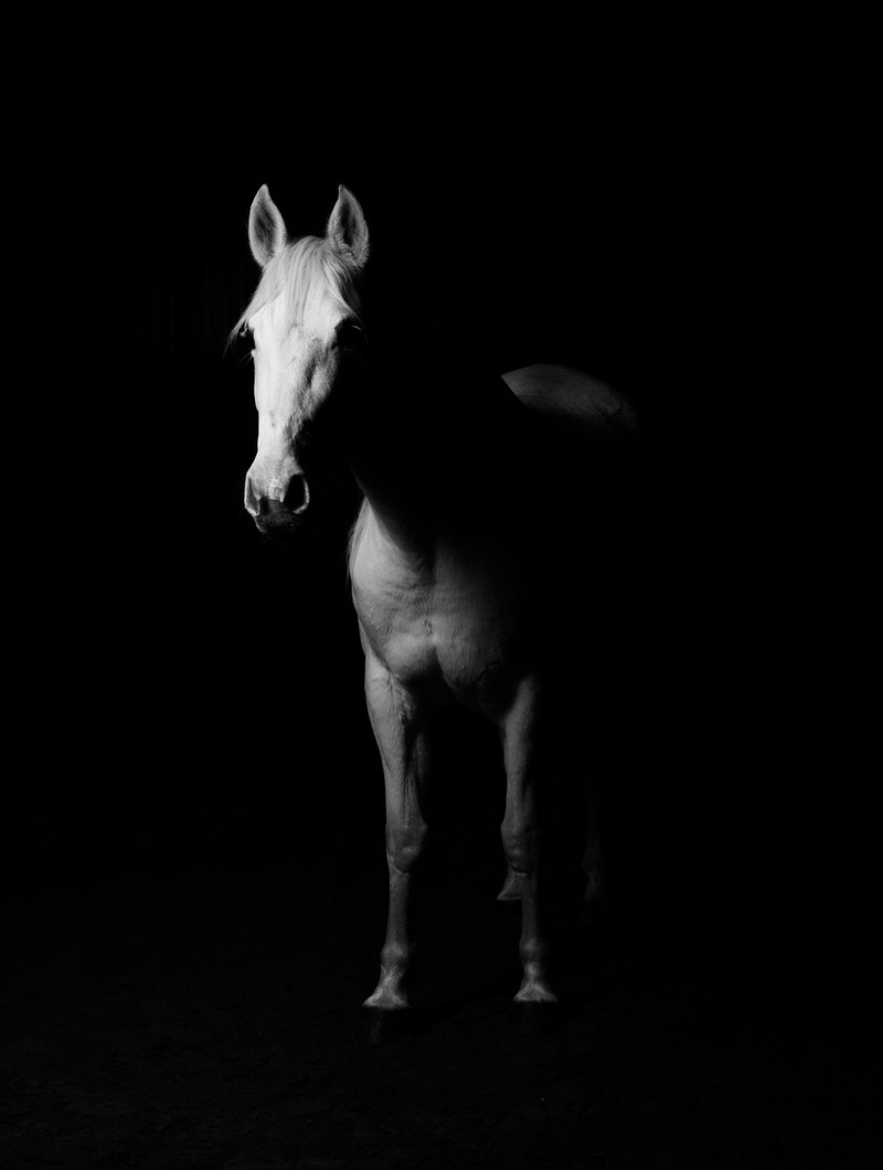 white horse white horse black background sto ride 4k