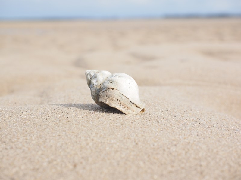 whelk snail animal buccinum undatum horn snail 4k