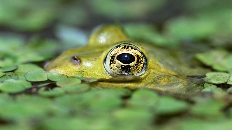 toad, duckweed, water, eyes, 4k