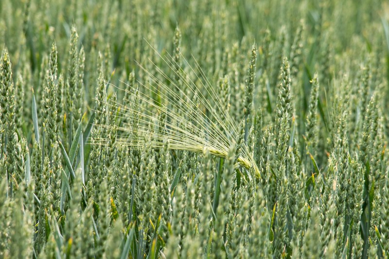 wheat barley cereals grain spike field 4k