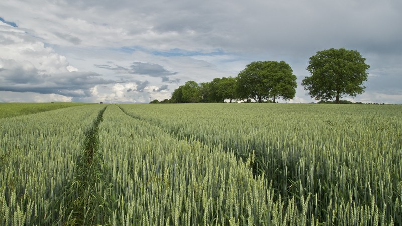 wheat wheat field cereals agriculture landscape 4k