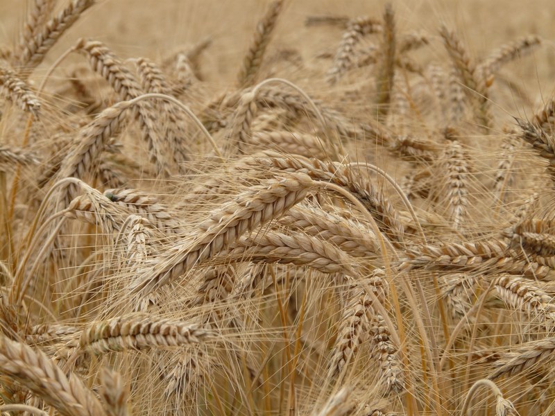 wheat spike wheat field cereals wheat spike grain 4k
