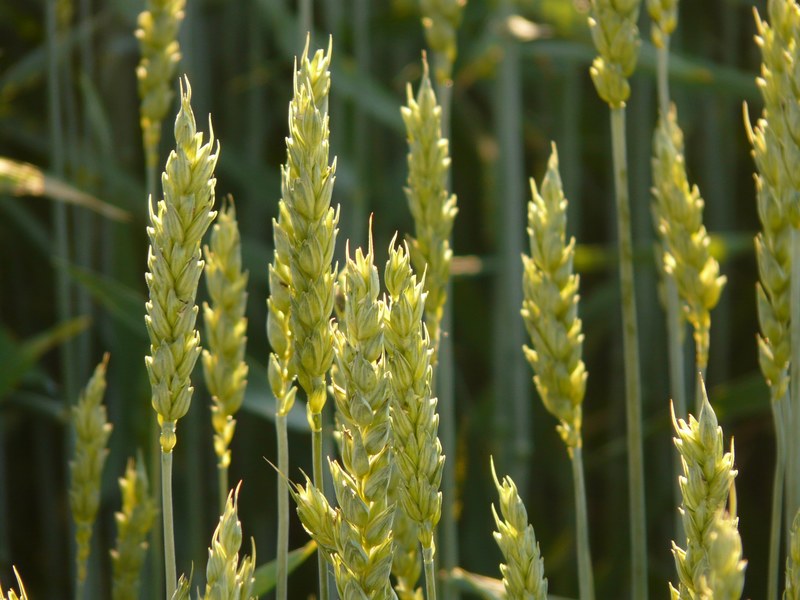 wheat wheat field wheat spike spike cereals grain 4k