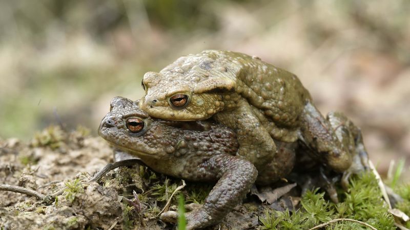 toad, love, couple, grass, 4k