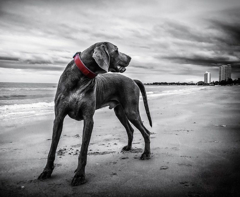 weimaraner beach thailand dog 4k
