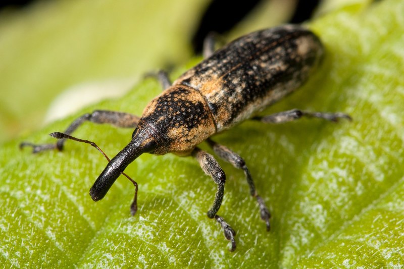weevil bug insect lixus scrobicollis beetle pest 4k