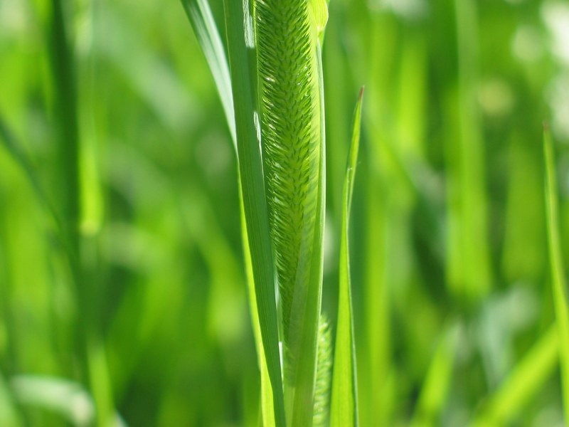weed grass hay plant flora nature green summer 4k