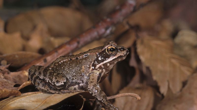 toad, leaves, frog, 4k