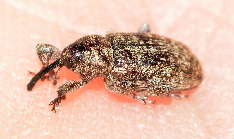 weevil beetles insects 4k