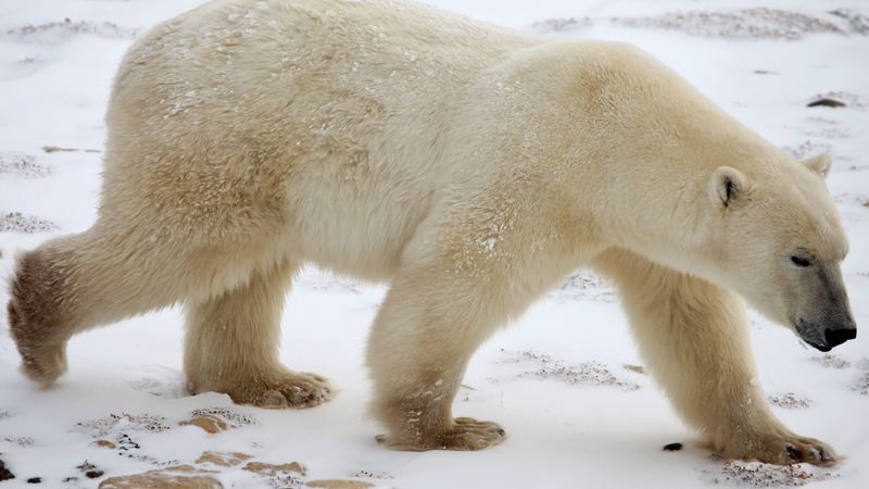polar bear, snow, winter, 4k