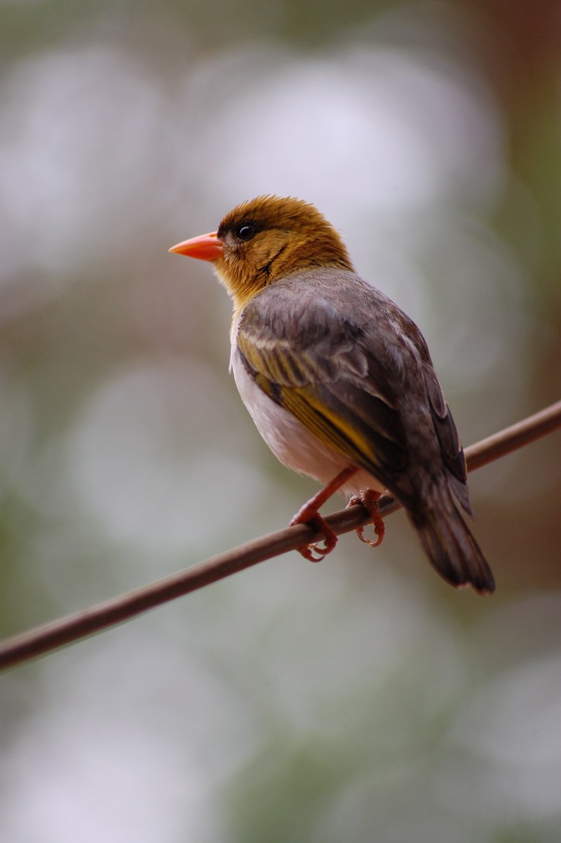 weaver bird perched cable social aves avian 4k
