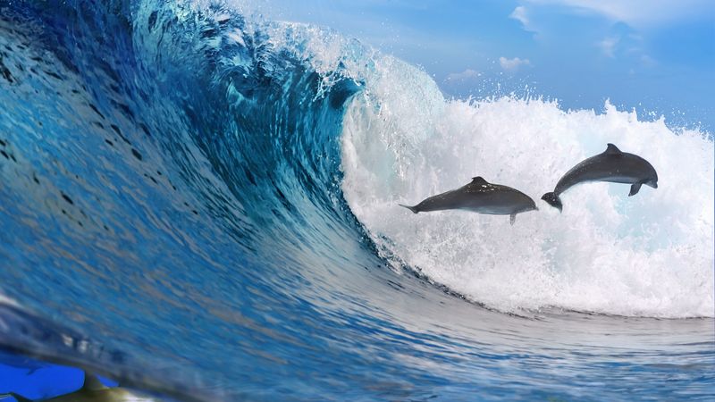 dolphins, ocean, wave, freedom, 4k